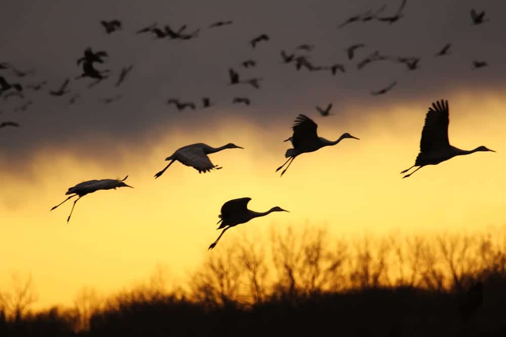 sandhill cranes flying at sunset