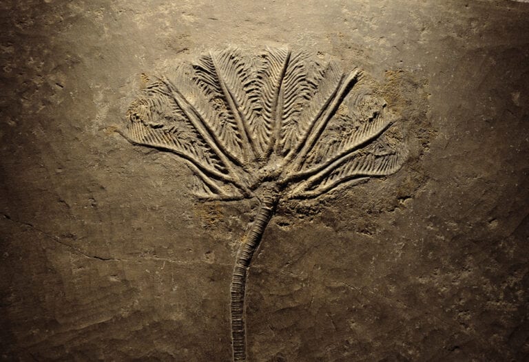 Example of a fern fossil