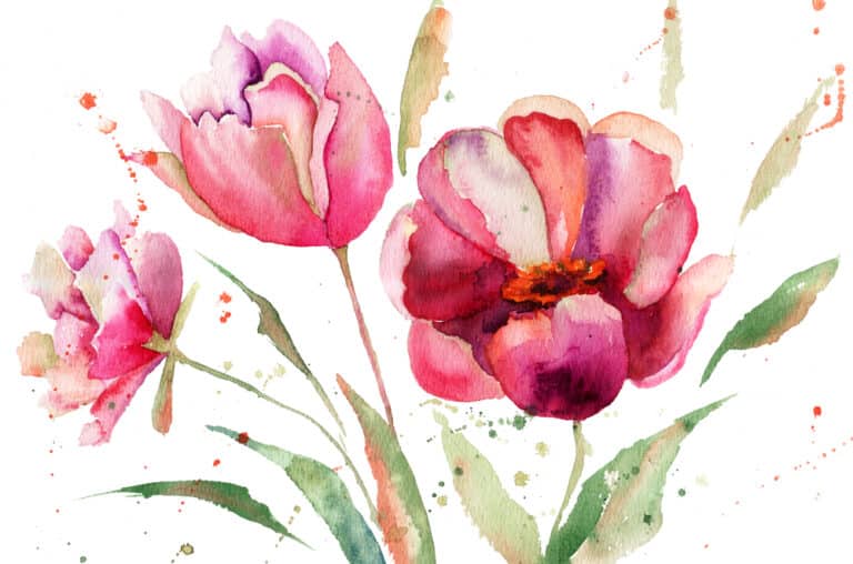 Watercolor painting of three pink tulips