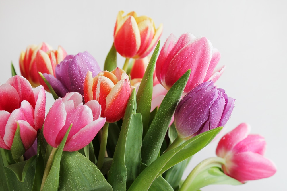 Bouquet of colorful wet tulips