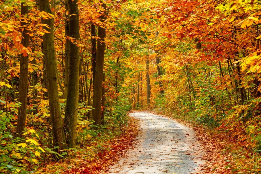 Road in woods in autumn, pretty leaves